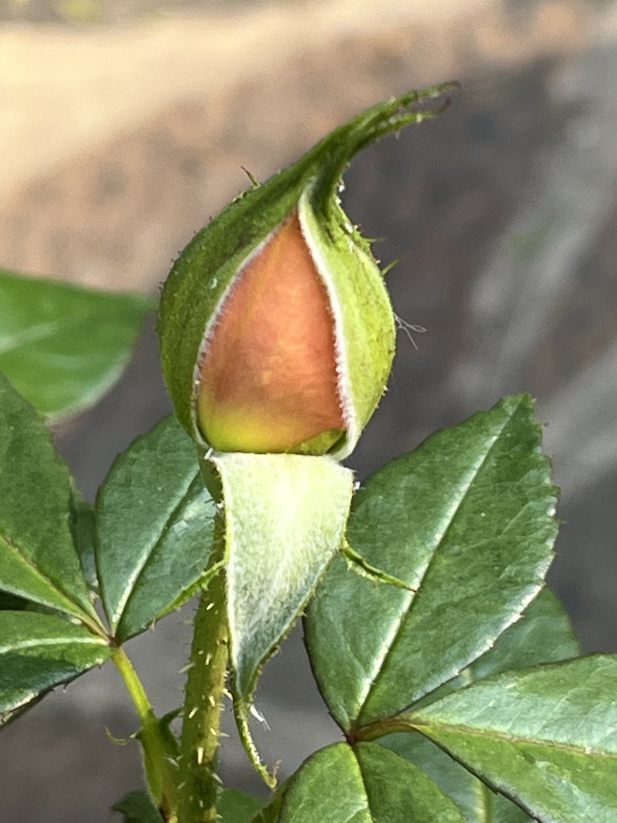 Good morning wide world. Good morning Johannesburg. Good morning pale blue sky with a light dusting of cloud. Good morning rosebud, opening the door to the wide world.