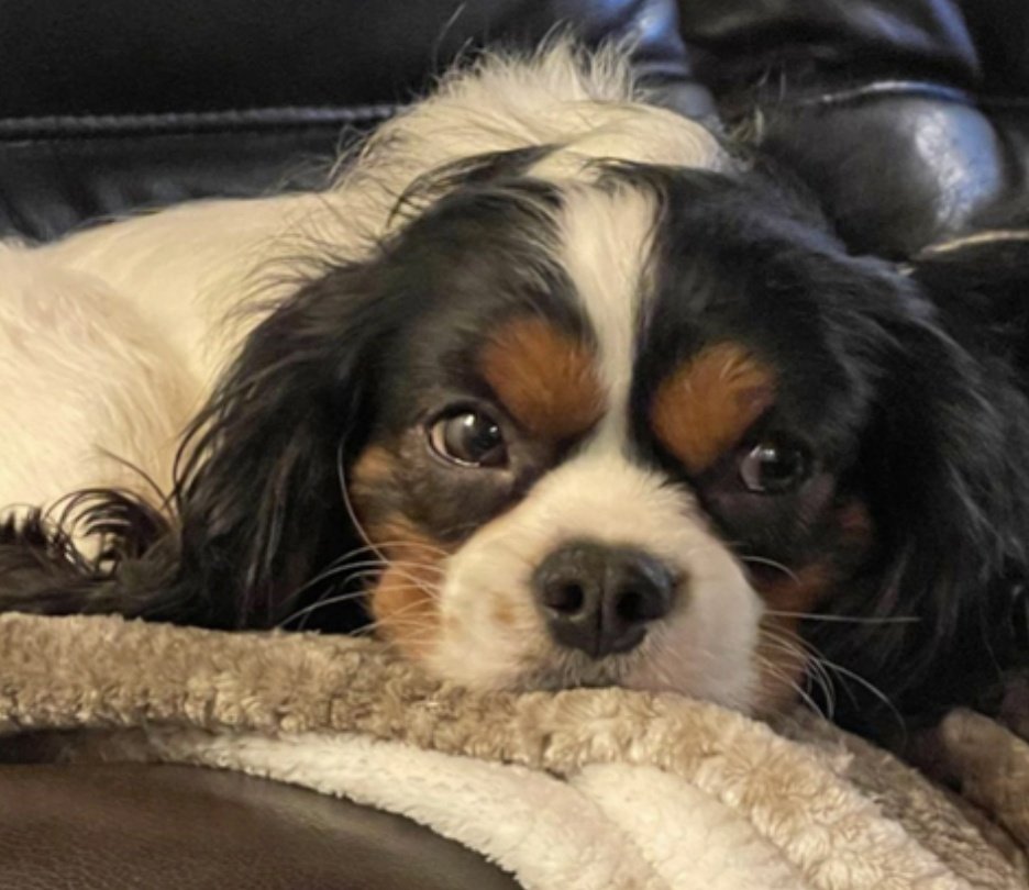 Hi I'm Gunner in Orangevale CA and I'm 2 years old. I was scared of everything and didn't know the basics about being a pet when I first came into rescue. One thing I've learned is that I love my foster mom so much and just want to be with a loving human CavalierrescueUSA.org