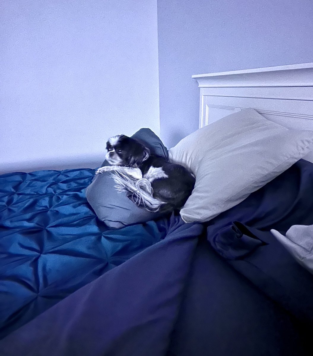 MelisaStark's tweet photo. Hmmm apparently Rocky has taken dad’s side of the bed and his pillows… #ItsRockysWorld We’re just living in it… https://t.co/WutqviEXAb