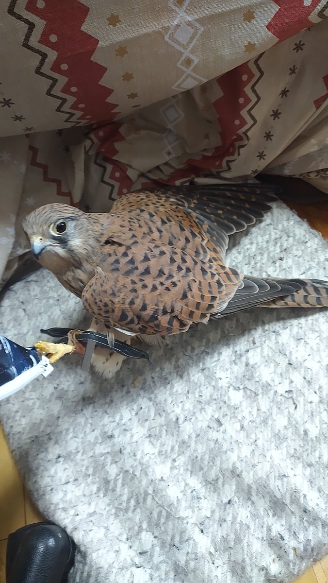 karura_kestrel tweet picture