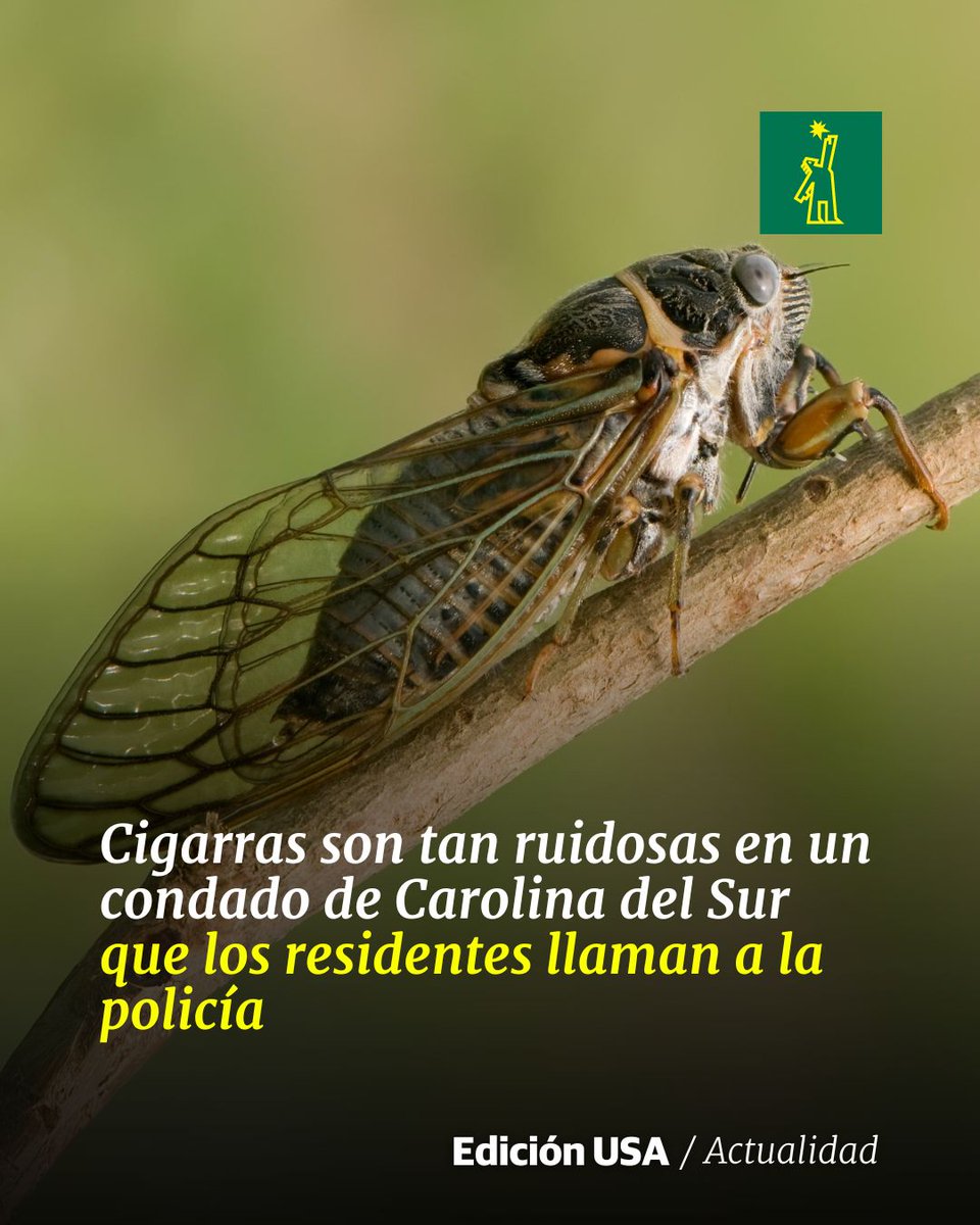 DiarioLibre's tweet photo. 🇺🇸|#DiarioLibreUSA | Cigarras son tan ruidosas en un condado de Carolina del Sur que los residentes llaman a la policía
🔗https://t.co/tMUcQleNMF
#DiarioLIbre #Cigarras #CarolinadelSur #Ruidosas https://t.co/GvyaSVprp0