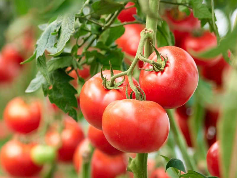 O sabah yerel halk, dev bir domates olarak uyandı. 🍅 Günaydın, burnuma taze domates kokusu geldi de, kusuruma bakmayın 😊 #locals #tomatoes #mornings #shinydays