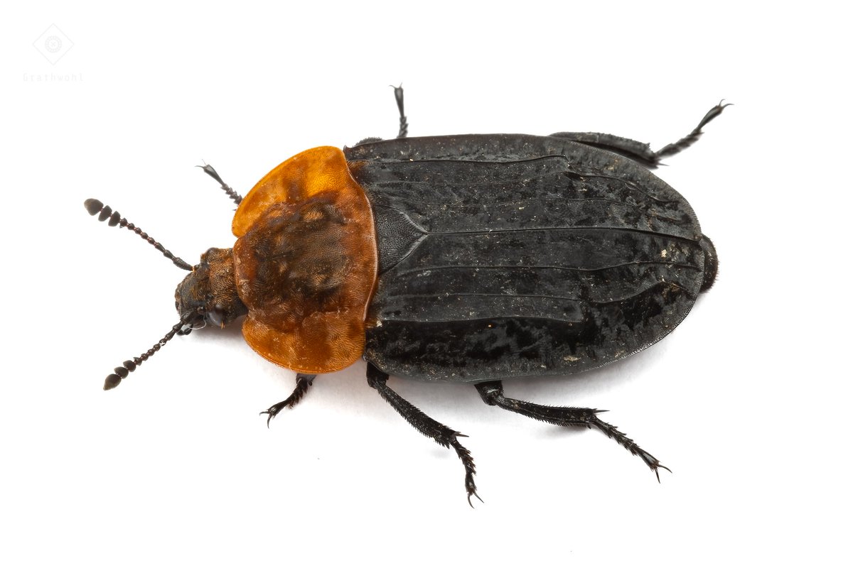 Oiceoptoma thoracicum
Coleoptera: Silphidae