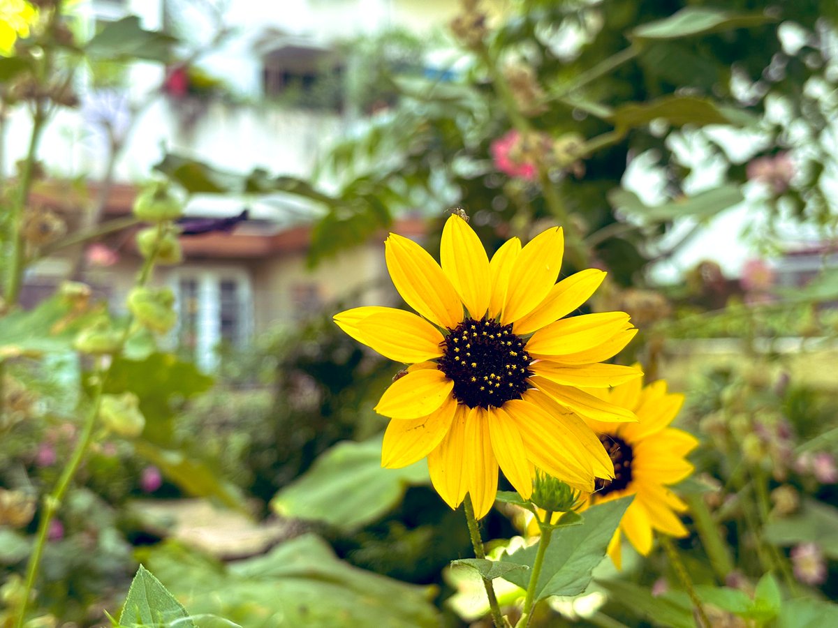 Sunflower diary #morning #photoofthedaybydeepanwita