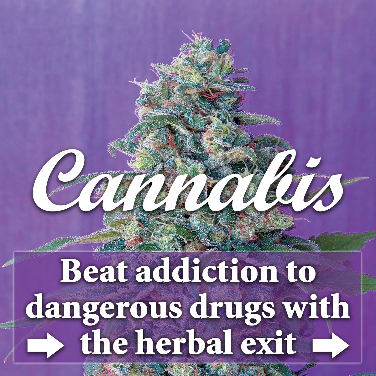 HempEdification's tweet photo. They could take a few steps toward harm reduction and legalise cannabis. Cannabis sativa, as nature provides, is most efficacious in the treatment of meth. addiction! But current government mantra is to enforce harm maximisation at the expense of otherwise law abiding citizens.π€― https://t.co/NIdOiAVfy3
