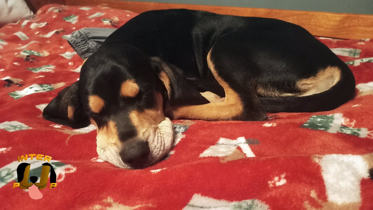 Black and Tan Beauty | James Bean

#InterPup #JamesBean #Puppy #Pup #Dog #PuppyPictures #Beagle #Coonhound #BlackandTan #BlackandTanCoonhound #doggy #pet #mydog #doglover #pupper #bark #spoiled #dogstagram #dogsofinstagram #puppiesofinstagram #doglife #dogs #ilovemydog