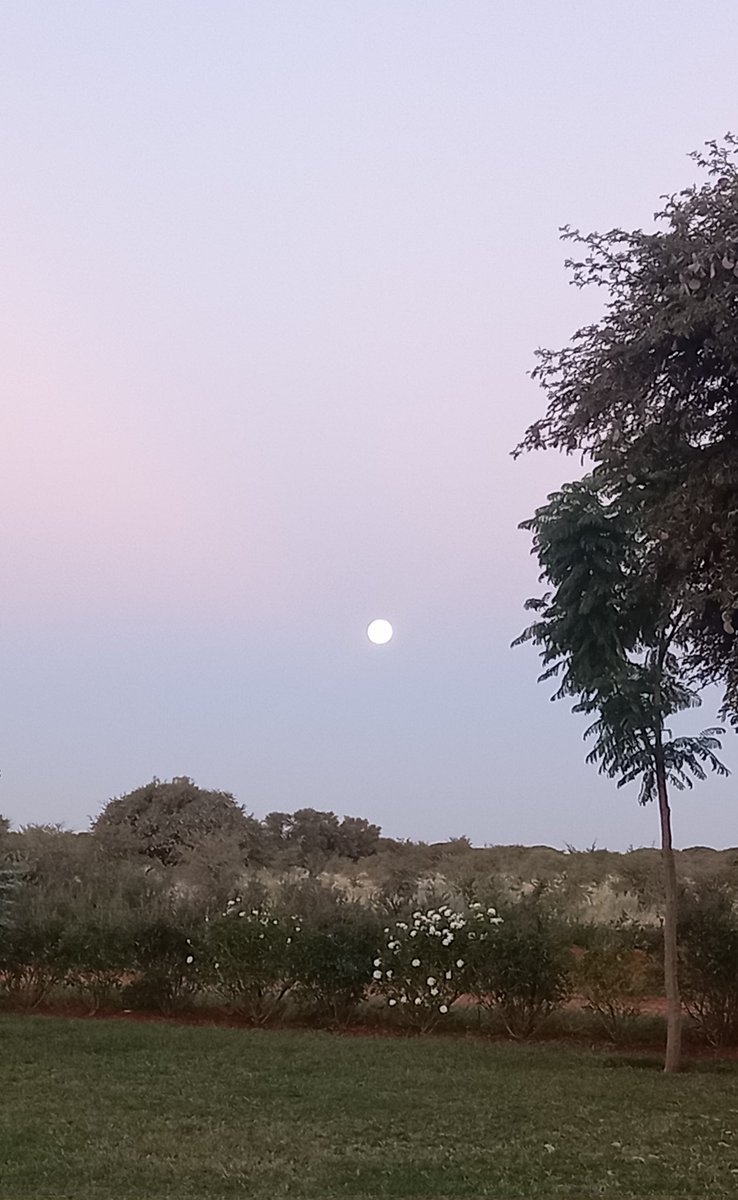 Good morning. 
A new day awaits us. There is a smile on our faces as the #Wednesday. 
There's a difference between knowing the path and walking the path.
#fullmoon #nature
#kameelhuisetussenspore #kameelrustandvrede #stationmastercottage #guestaccommodation #route377 #Noordwes