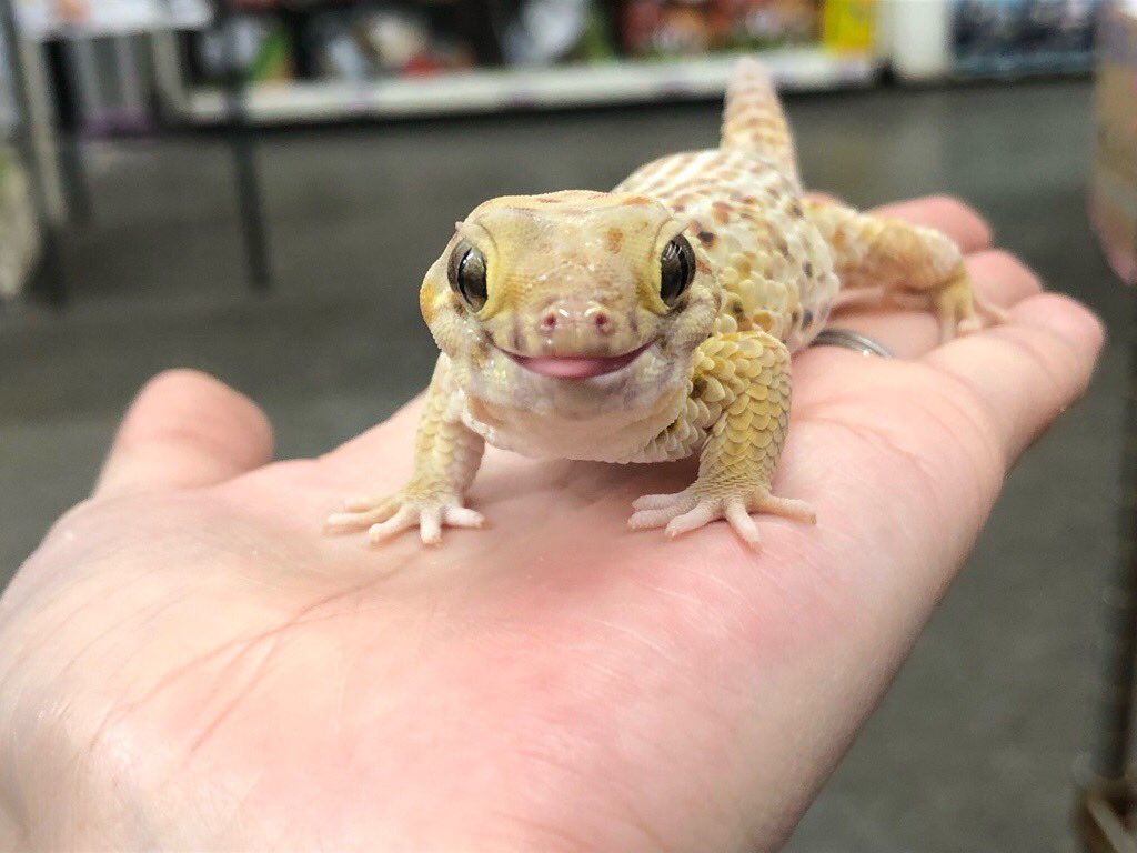 peponi_minato's tweet photo. ブログ用に写真を撮っていたら
ロボロフスキースキンクヤモリがあまりにも可愛すぎて、私1人で受け止めきれないので見てもらっていいですか😍💕

ワイルドの飼い込みメス、ピカピカに仕上がってます

もちろんオンリーワン👑 https://t.co/GXHlW0nlCs