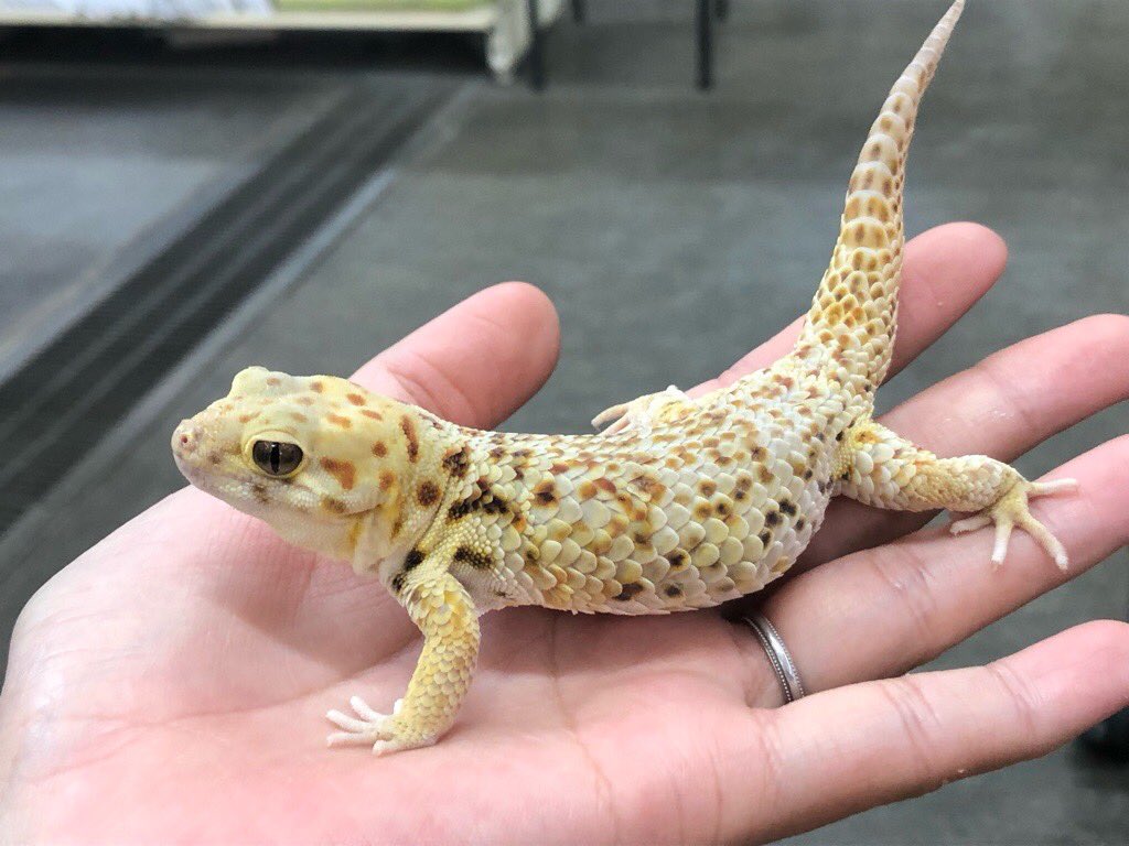 peponi_minato's tweet photo. ブログ用に写真を撮っていたら
ロボロフスキースキンクヤモリがあまりにも可愛すぎて、私1人で受け止めきれないので見てもらっていいですか😍💕

ワイルドの飼い込みメス、ピカピカに仕上がってます

もちろんオンリーワン👑 https://t.co/GXHlW0nlCs