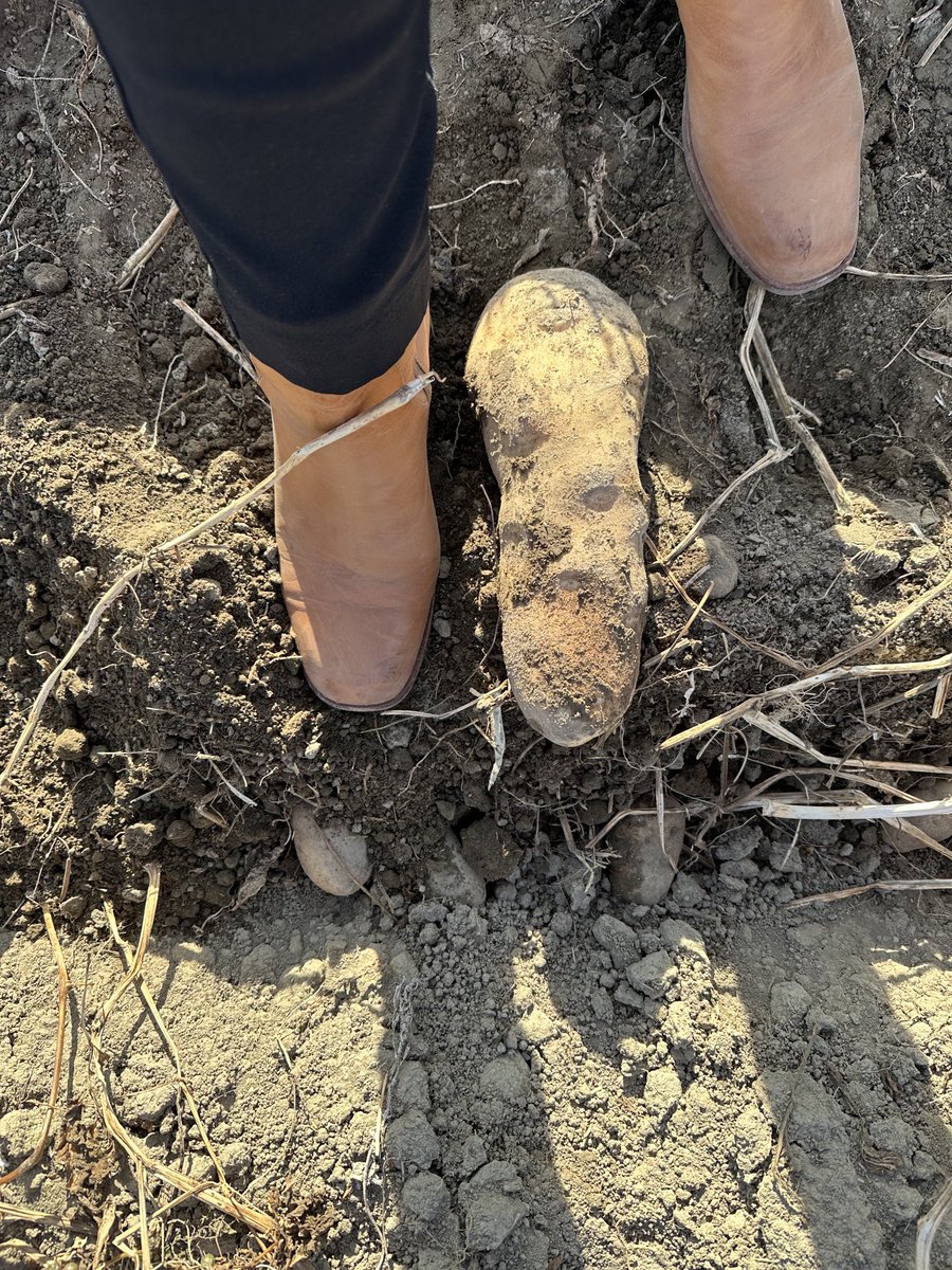 Michelle Pye tweet media