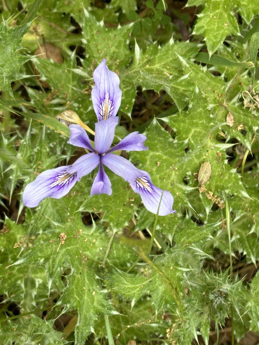lizditz's tweet photo. I'm doing the #TevisCup--100 miles on horseback in 24 hours-- only virtually, on foot, over 100 days.  

I hit mile 14 today! Good progress. 

A consolation for being on foot is that I'm a lot closer to the wildflowers 

Sounds like fun? Join! https://t.co/rb9QkBMxpm https://t.co/KIhq7R82Wh