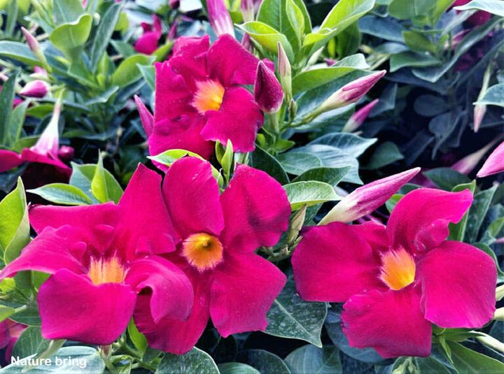 Mandevilla plants prefer the presence of the full sun. If you are a resident of cold areas, you can shift them inside during the fall. ..read...naturebring.com/grow-mandevill…
#naturebring #growing #care #mandevilla #dipladenia #Chileanjasmine