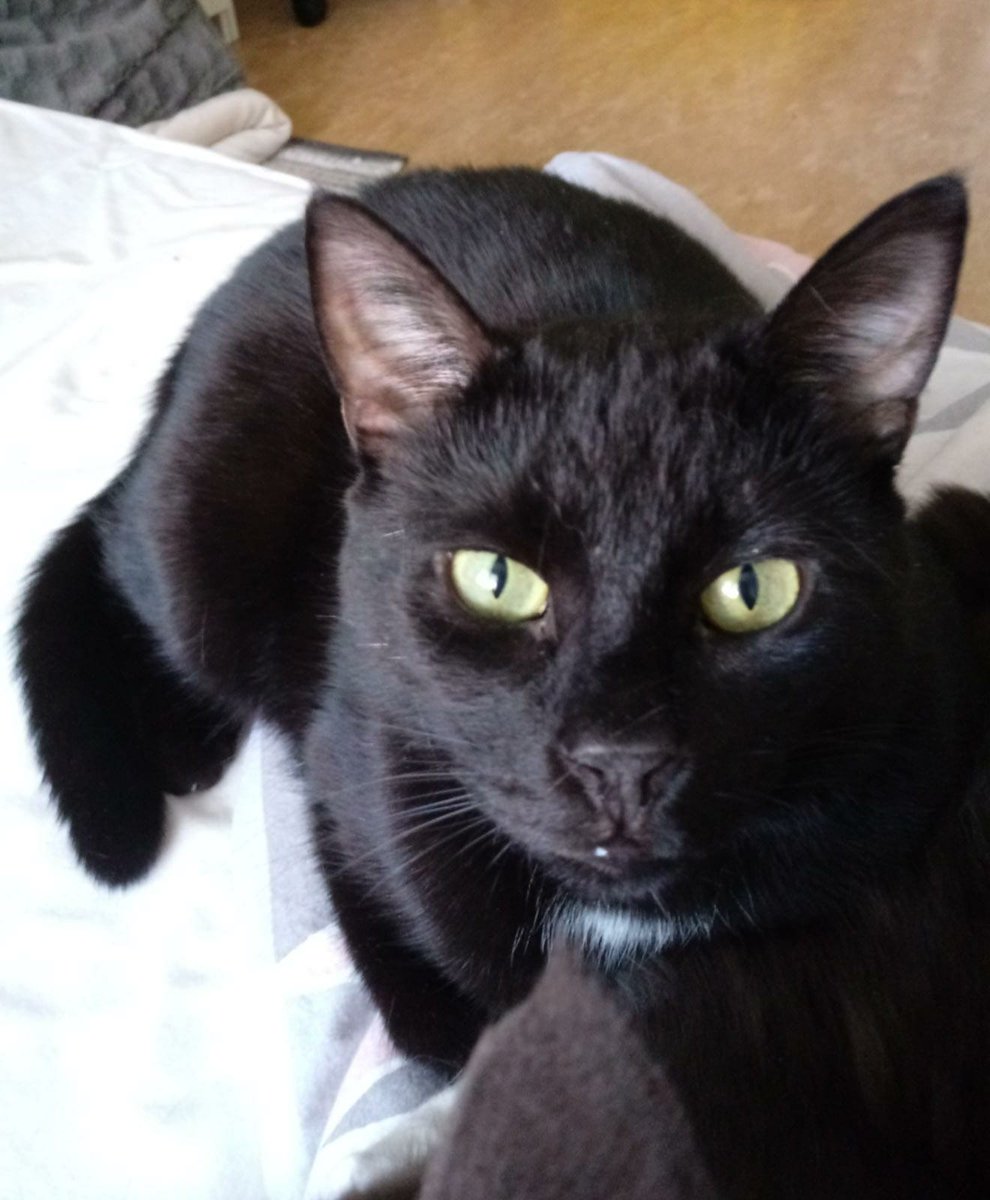KleeneDef_JayB's tweet photo. Day 648 🖤
📸
. 
I'll continue to show a photo/vid of my cats every day, and maybe it will make #JAYB a little happy...just like they make me happy 
.
#제이비 #GOT7 #cats @GOT7 
#재범 #아가새 @jaybnow_hr https://t.co/I33DlaeuN1