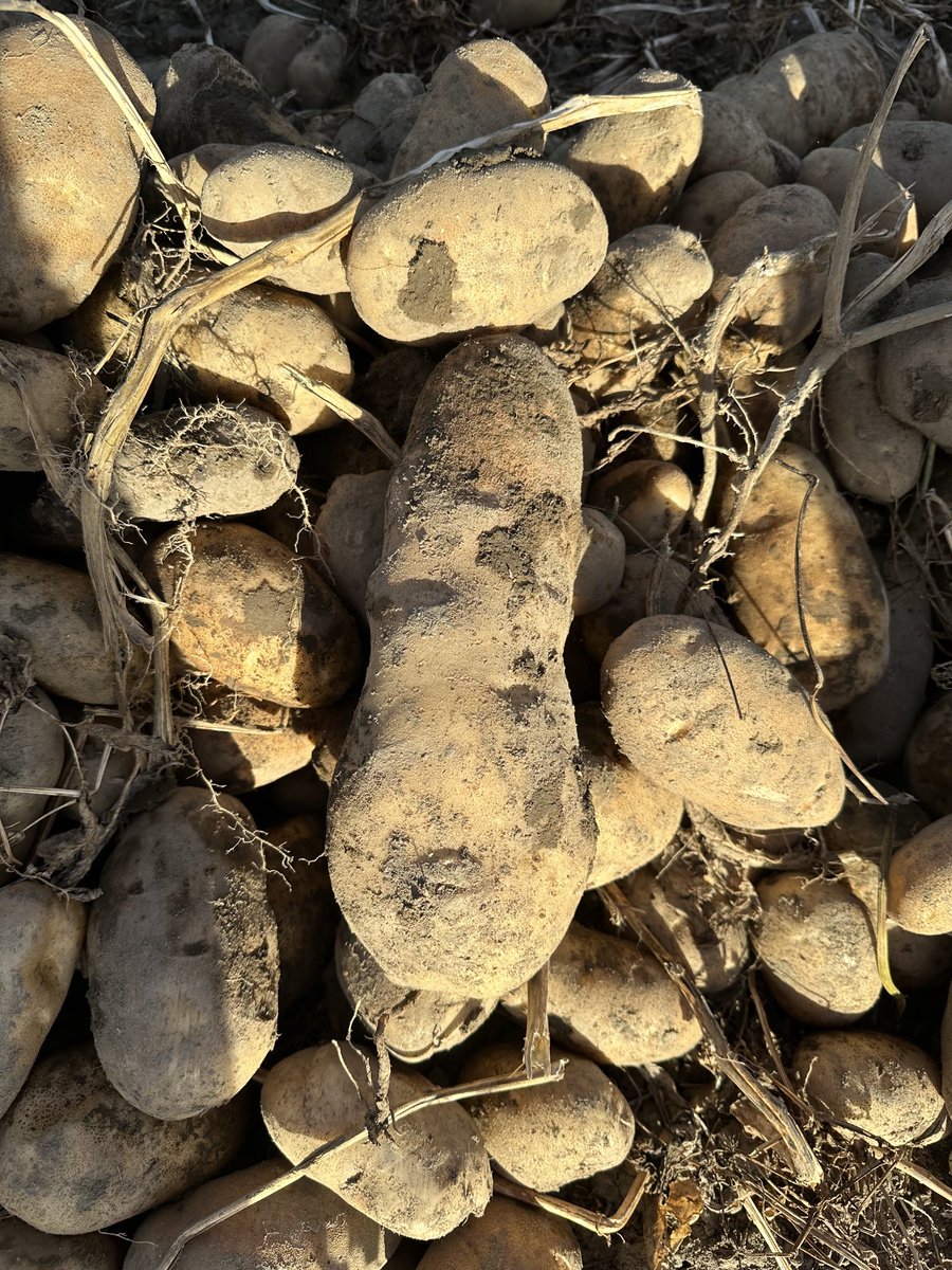 Michelle Pye tweet media