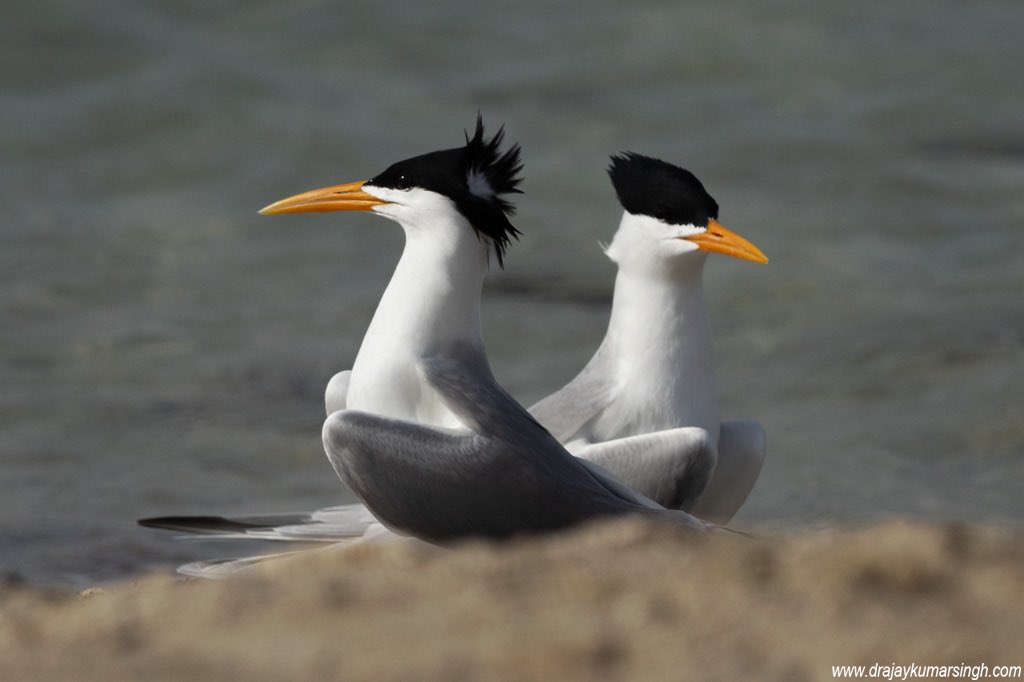 Lesser crested tern, Bahrain. #LesserCrestedTern #Tern #Wildlife #Bahrain