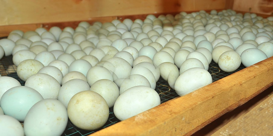 Duck egg prices in Thailand rose by 4.5% to ฿4.60 (US$0.12) each on April 22 as the continuing heatwave took its toll on the poultry industry: efeedlink.com/contents/04-24…

#thailand #poultry #poultryfarming #eggs #poultryindustry #eggproduction #livestock #livestockfarming