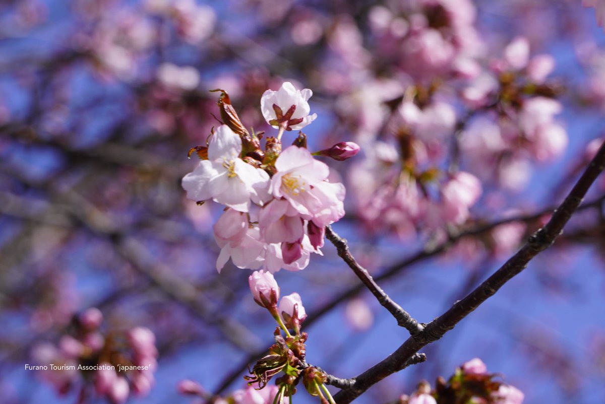 富良野市内もチラホラと咲いて参りました。早っ！って思ったのですが昨年と同じ場所、同じ日にこの状態でした。公園などが満開になるまではあと少しお待ちください。

#富良野　#桜　#SAKURA  #開花宣言　#桜前線
#cherryblossom  #エゾヤマザクラ　#北海道　#japan