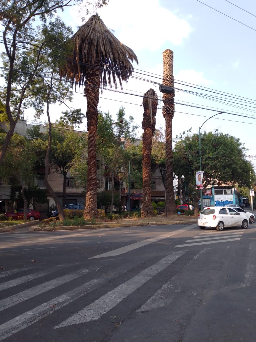 Palmeras muertas, árboles con muérdago, escasez de agua, agua contaminada... Se trata de una #emergenciaclimática

Por favor @ClaraBrugadaM @STaboadaMx y @Chertorivski quede quién quede, trabajen en soluciones basadas en la naturaleza 🏞️