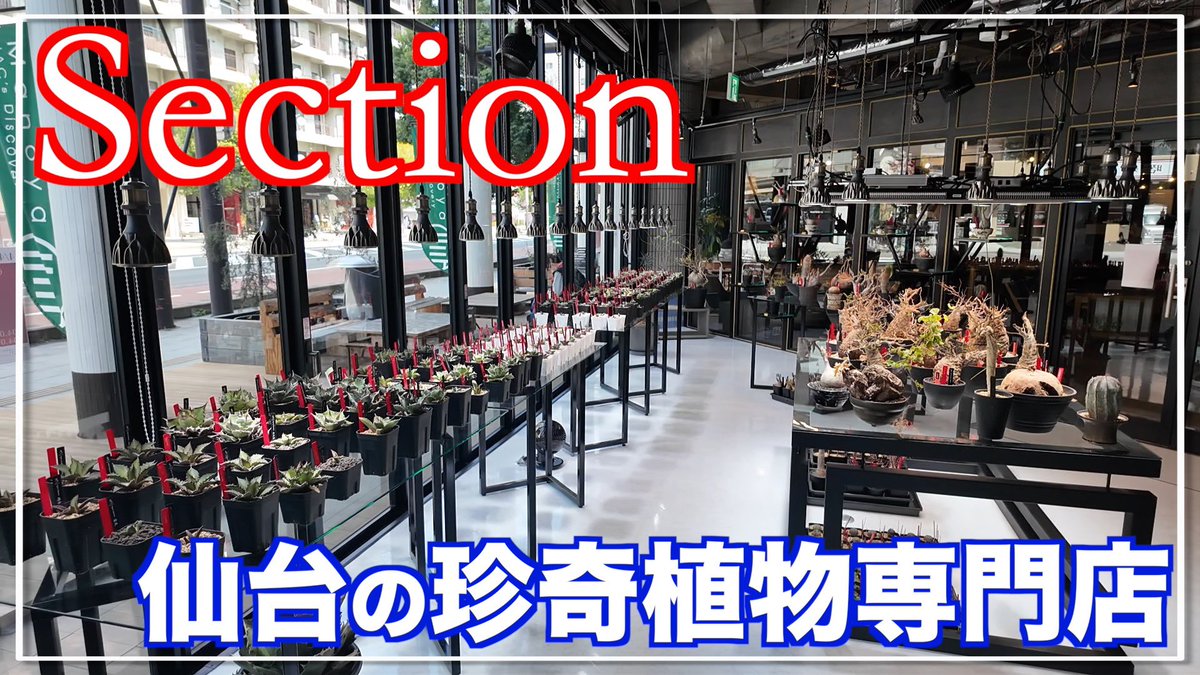 belltech_japan's tweet image. PAF出店者　section様
仙台の珍奇植物専門店様です。4月6日にグランドオープンされました👏近ければ行きたかった...そんな方に朗報です❗PAFに出店していただける事になり、section様目当てに来場する価値ありですね😆是非、店舗様のほうにもご来店お願い致します✨#section　#直物専門店　#ベルテック