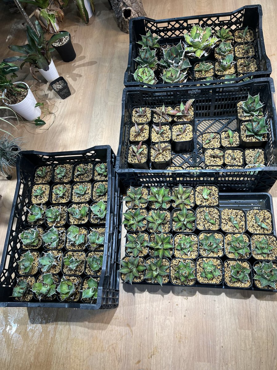 belltech_japan's tweet image. PAF出店者　section様
仙台の珍奇植物専門店様です。4月6日にグランドオープンされました👏近ければ行きたかった...そんな方に朗報です❗PAFに出店していただける事になり、section様目当てに来場する価値ありですね😆是非、店舗様のほうにもご来店お願い致します✨#section　#直物専門店　#ベルテック