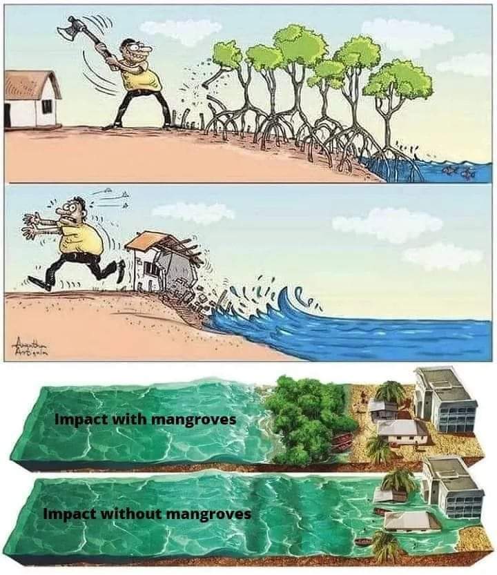 Mangrove destruction harms our environment.
Mangroves protect coastlines, support biodiversity, and mitigate climate change. Let's preserve these vital ecosystems for a sustainable future. #MangroveConservation #NatureProtection