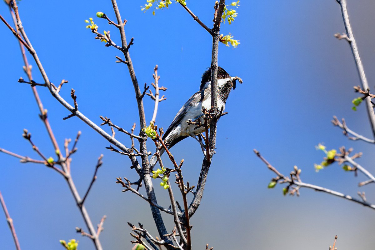 Sombre Tit, a new bird for me 😊