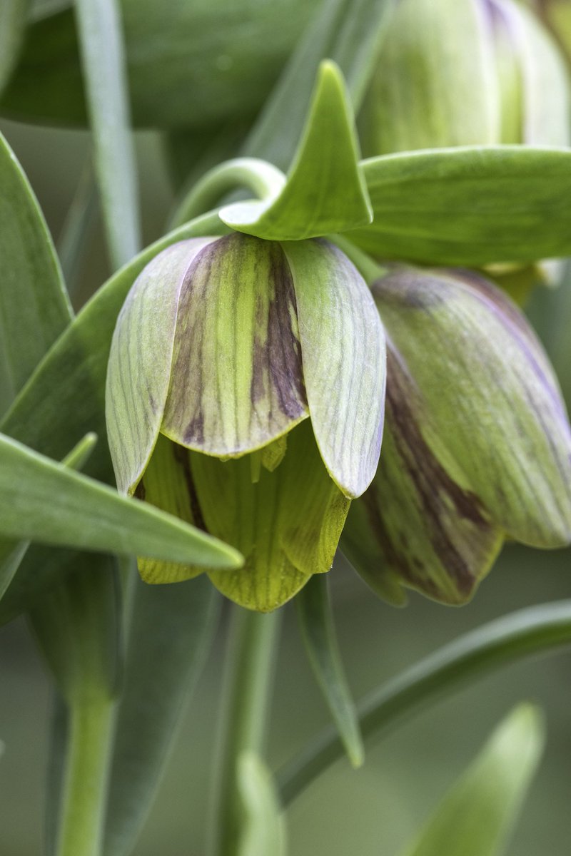 Fritillaria pontica.