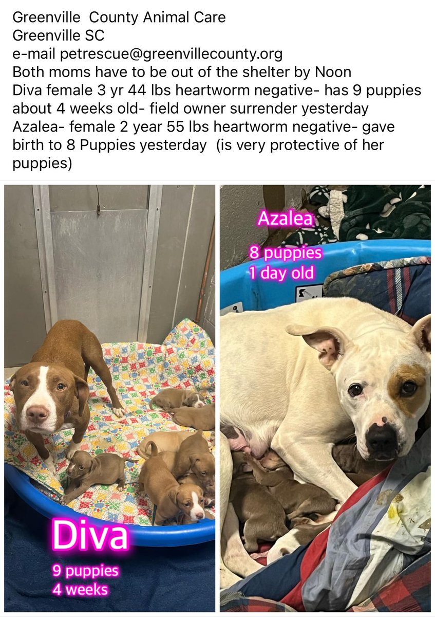 SPAY and NEUTER your pets!
2 moms and 2 sets of puppies at risk!
📍 Greenville SC
☎️ 864-467-3952
🆘 Shelters are no place for small 
       puppies 😔
#AdoptDontShop #FostersSaveLives #puppies #SouthCarolina 
@G4TXNYCpups @Dubs4Mutts @TomJumboGrumbo