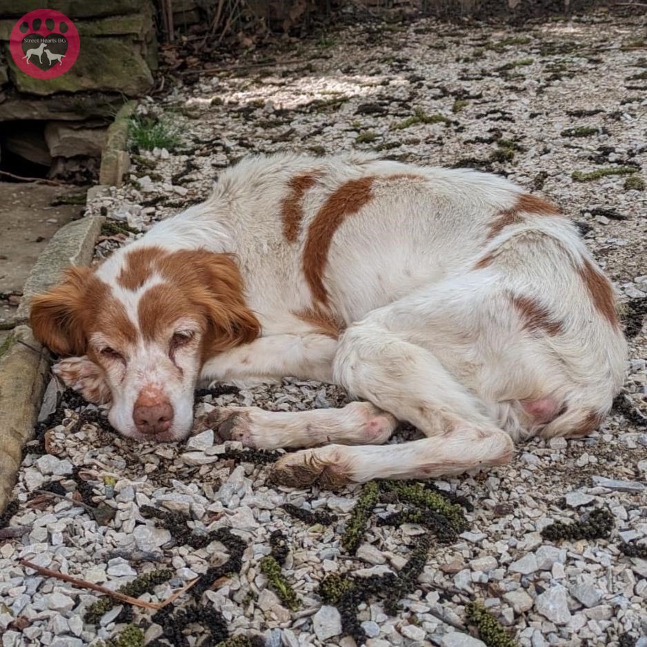 Firstly, a heartfelt 'Thank you!' to everyone who contributed towards the care of April, our rescue Cocker Spaniel. Despite our hopes to bring you good news, today's update on April's progress is a solemn reminder of the brutal reality of puppy farms. April struggles to accept