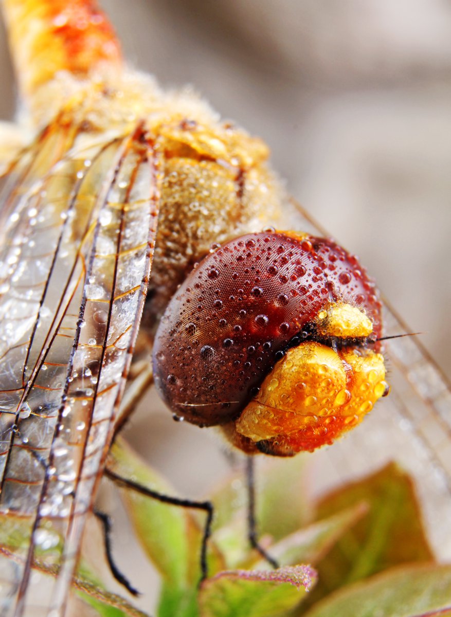 An orange dragonfly up close 🪰 #DidYouKnow dragonflies have the largest compound eyes of any insect. Nearly all of the dragonfly's head is eye, giving them incredible vision encompassing almost every angle. 📸: Barnaby Chambers #dragonfly #insect #macro