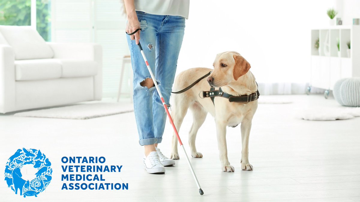 DYK: Guide dogs help people who are blind or visually impaired to live more independently by assisting them with daily tasks. If you see a dog wearing an official guide dog vest, it means they are working and shouldn't be distracted. #InternationalGuideDogsDay