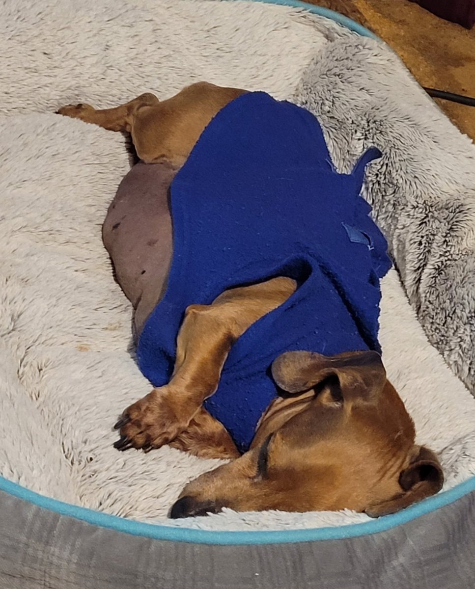 Time fur all good puppies to say their prayers and go to bed. 
Finks fur your help by donating and sharing.
gofund.me/cd30be39
#dachshund #dog #servicedog #diabetes #blind #shots #surgery #cataracts