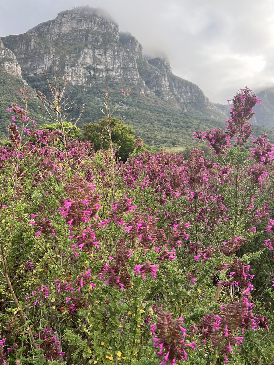 A bit of wild for Wednesday 🌸🌿🐝 (I’m not able to ID this plant - help welcome 😊). #flowers #wildflowers