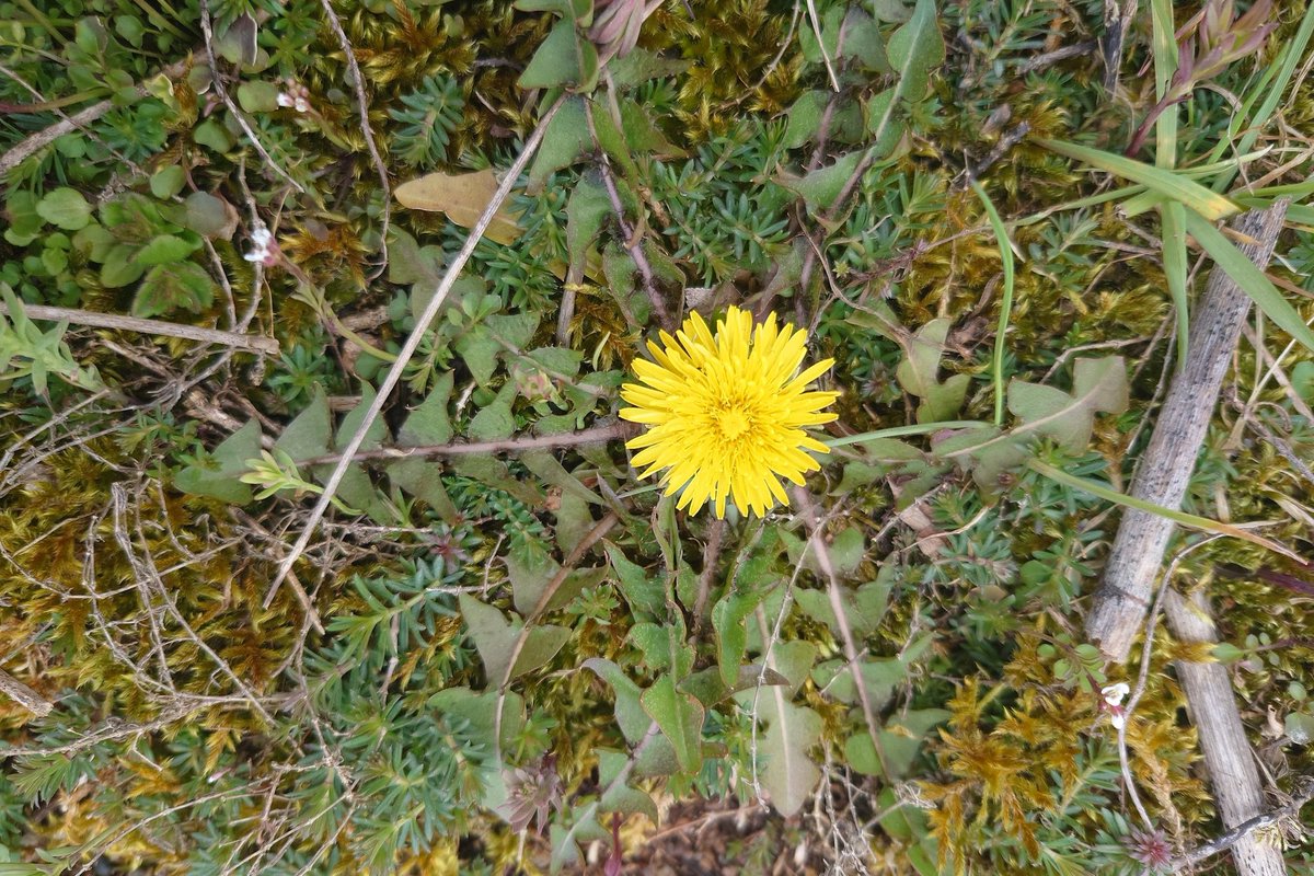 24 april: Min jakt på sandmaskrosor lönade sig. När alla karaktärer synats så säger en expert på dessa att detta är Taraxacum fulvum tegelmaskros. Ytterligare en art i sektionen är nu noterad. Det var faktiskt mitt förslag efter försök att nycklar.
#biologiskmångfald