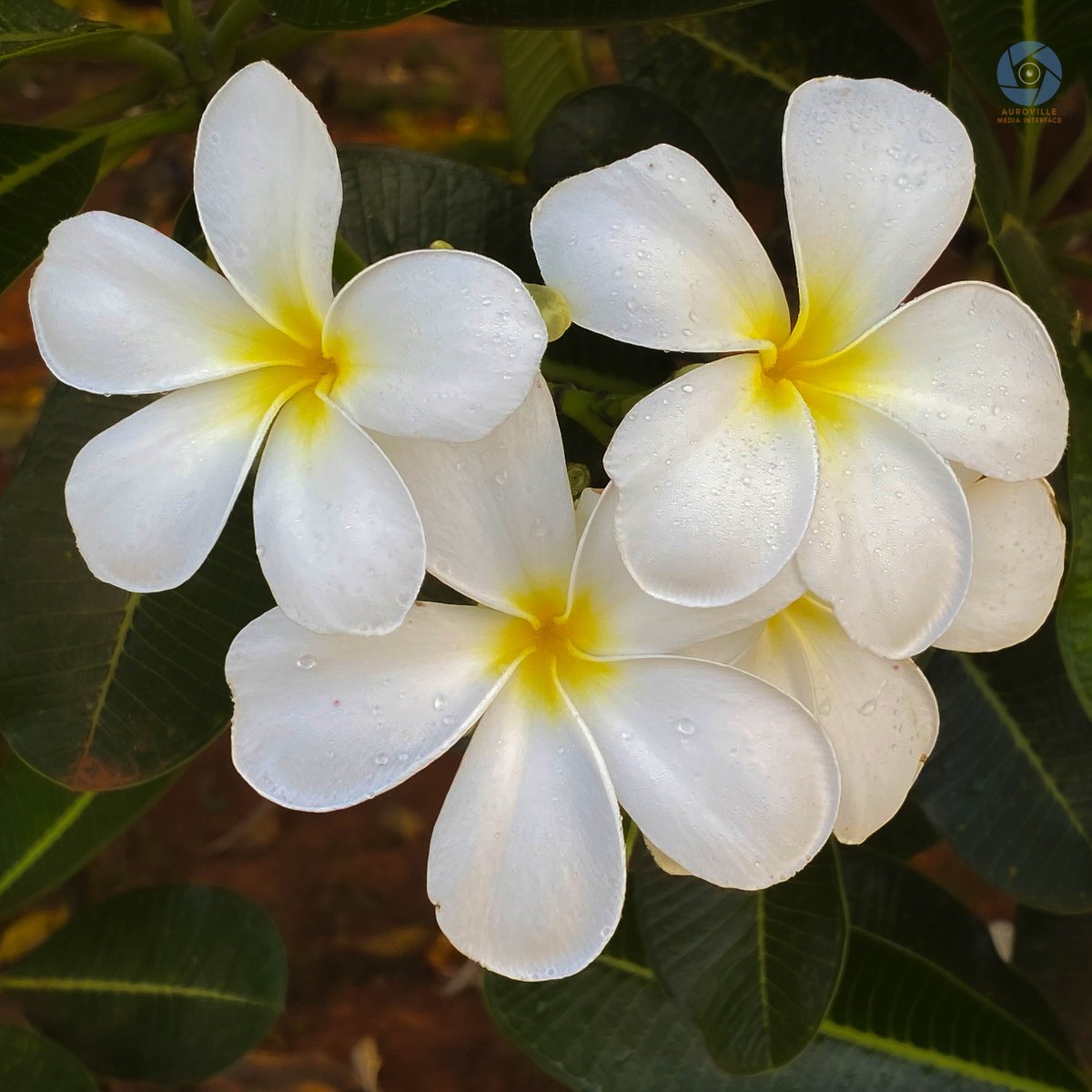 AurovilleMedia tweet picture