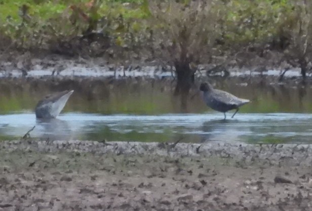 Spotted Redshank on Jubilee South with Redshanks. Birds have just flown - trying to relocate. @RSPBMiddleton @Staffsbirdnews @MercianBirding