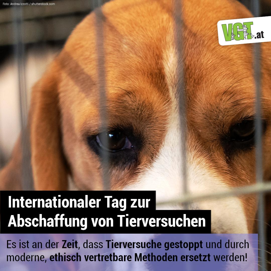 ALTERNATIVMETHODEN FÖRDERN ⥥ Unterschreibe die Petition und hilf mit sinnlose Tierversuche zu verbieten. 🐁🐀🐕 vgt.at/actionalert/ka… !B