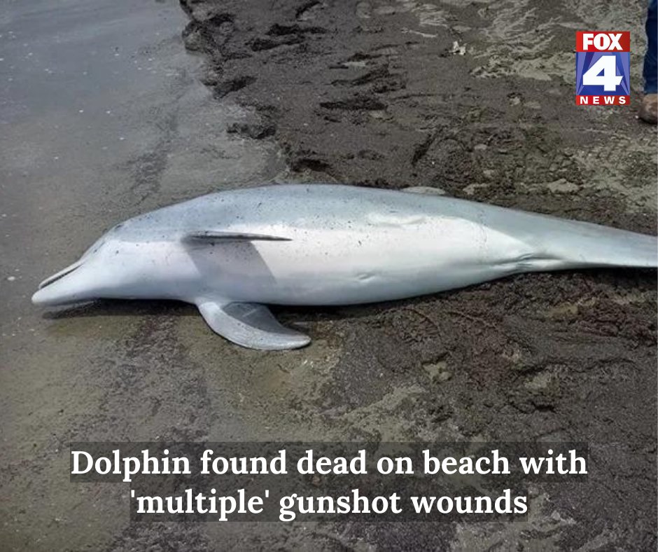 *WARNING: The image below may be graphic to some viewers* The juvenile bottlenose dolphin was found with 'multiple bullets lodged in the dolphin's brain, spinal cord, and heart' last month. STORY: trib.al/21mrHj2