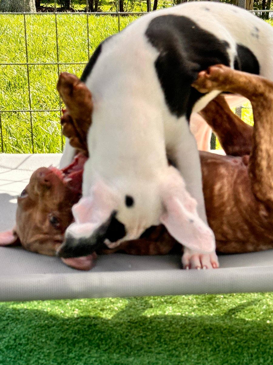 CSpringBoatShow's tweet photo. We are thrilled to welcome All Paws on Deck, a Griswold, CT based dog rescue to the #CTSpringBoatShow 🐶⛵️ To get pre-approved and view all adoptable dogs, visit https://t.co/zfx6uiZX9L and choose any adoptable dog #ctvisit #ctevents #makeithereCT #dogrescuect https://t.co/vbIHMW1s2i