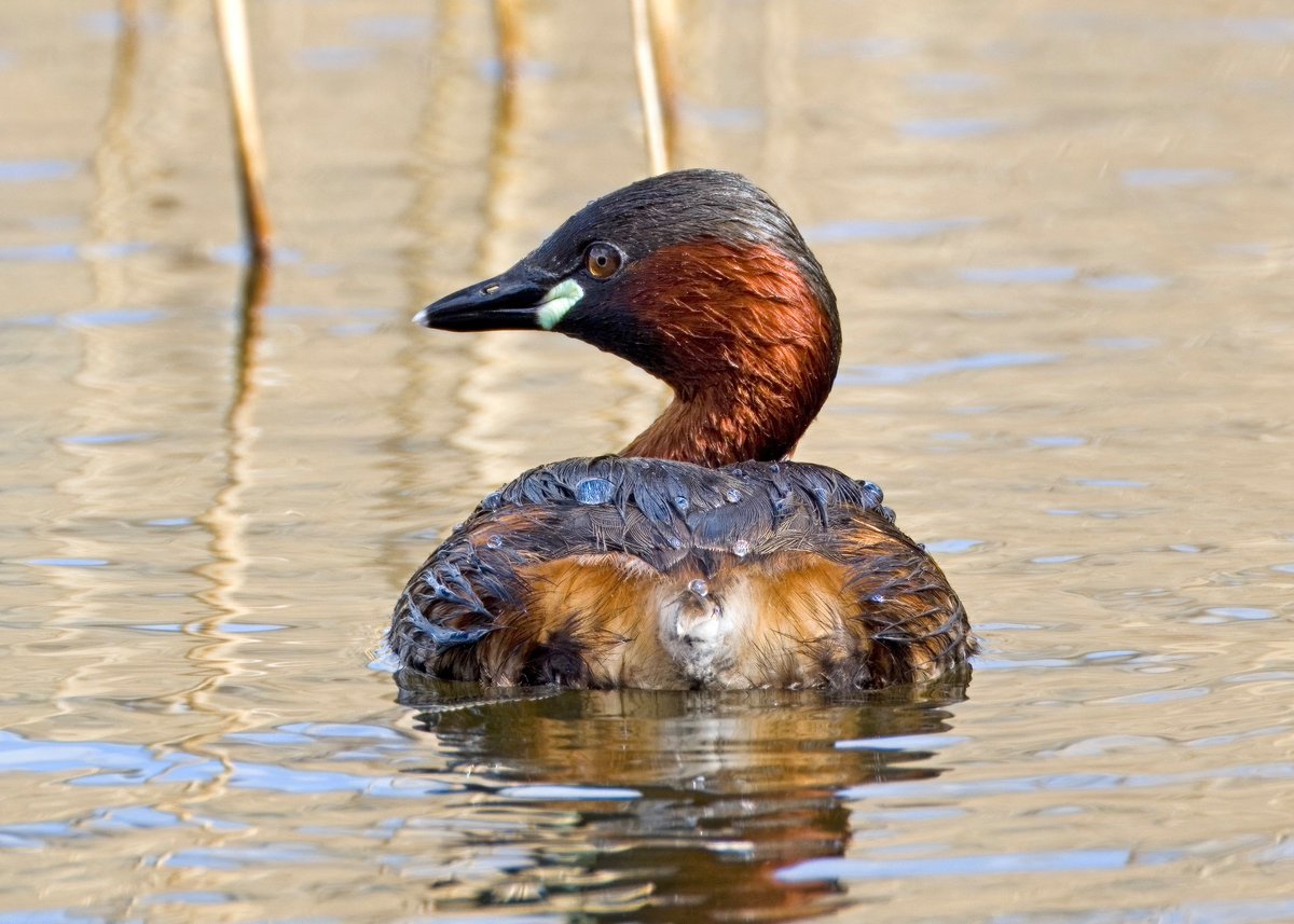 Little Grebe. Greenwich Eco Park