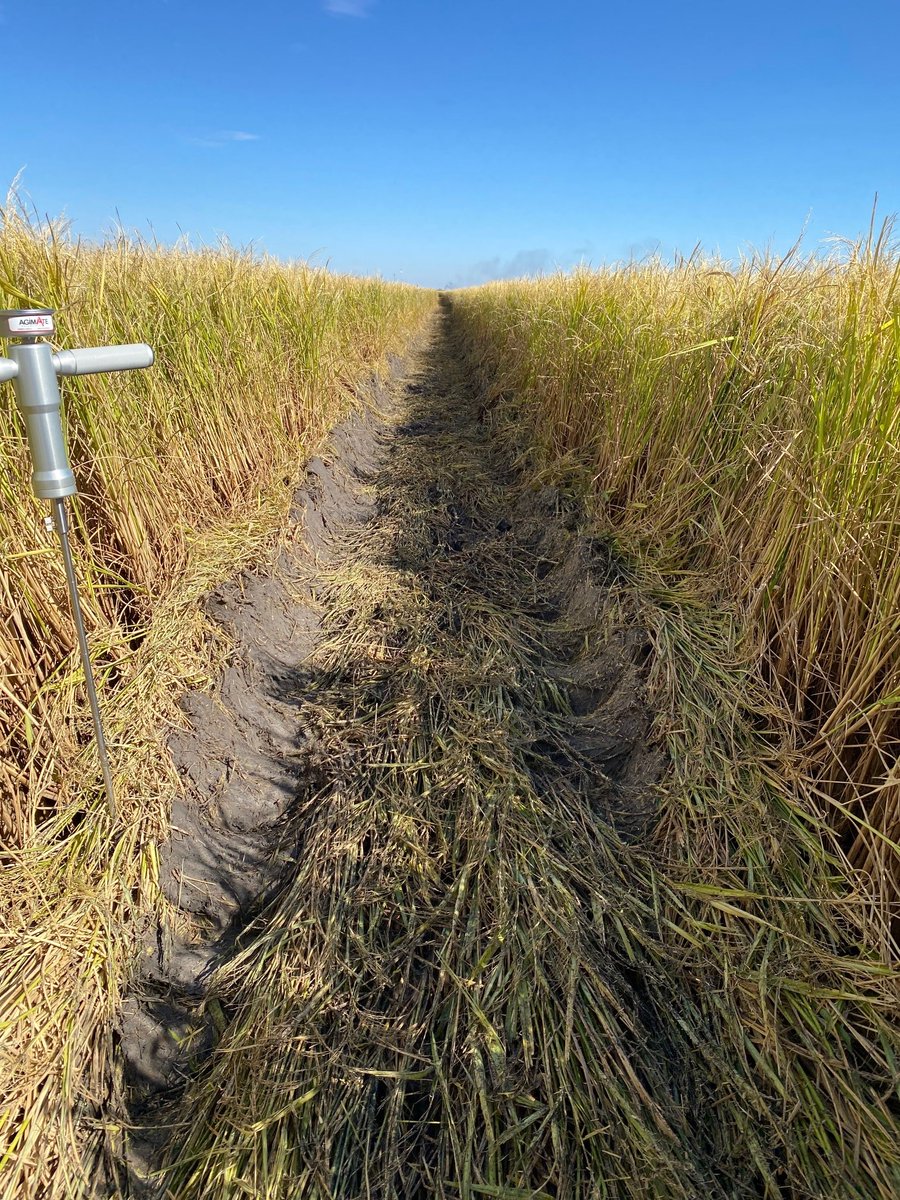 CeRRF_Griffith tweet media