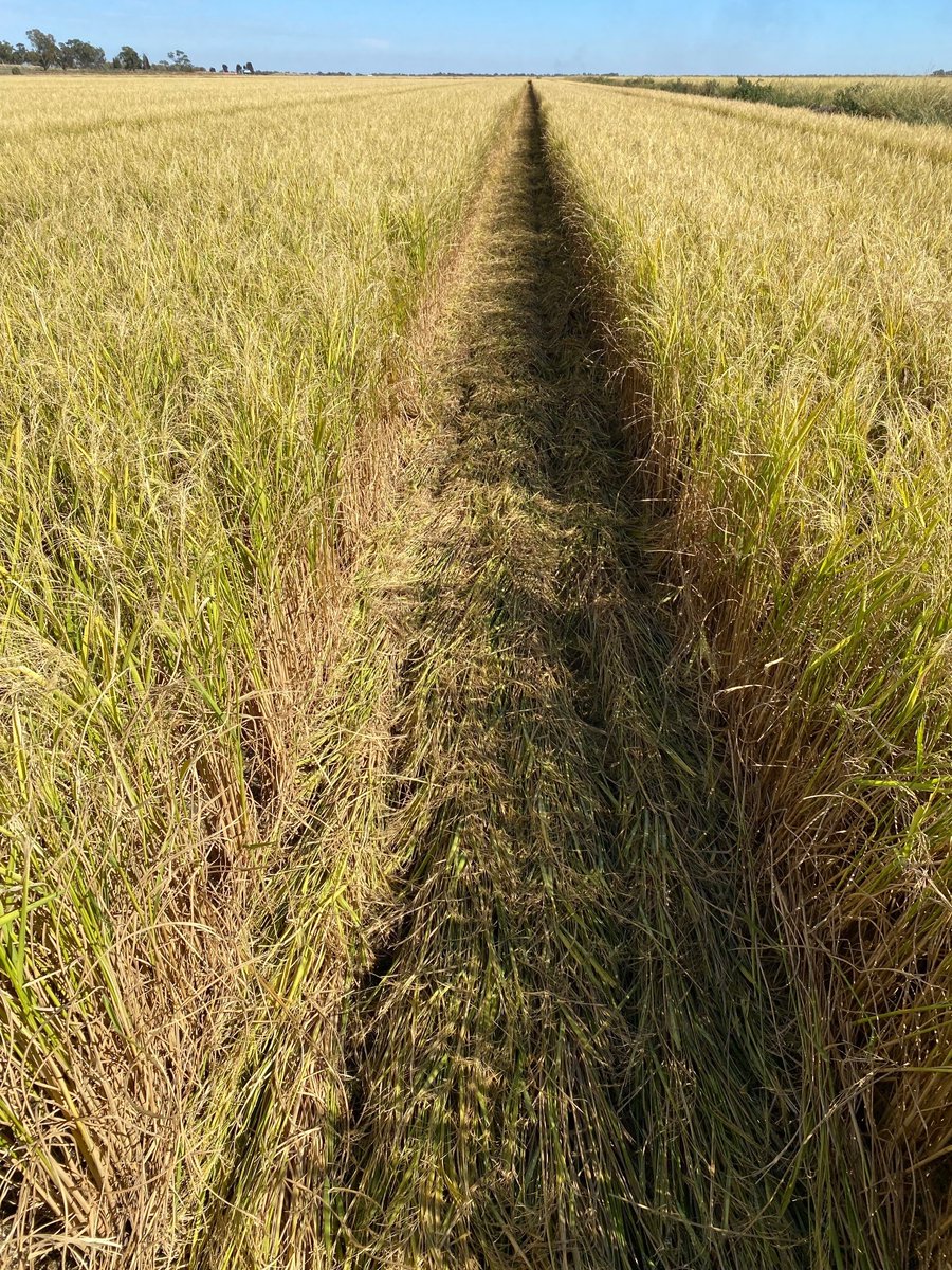 CeRRF_Griffith tweet media