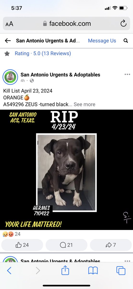 Tuesday update at DESPICABLE Director #ShannonSims #SanAntonio slaughterhouse, 1 innocent dog KILLED, he can’t go a SINGLE day without KILLING unless they’re closed 🤬bringing the April total to 71 DEAD ☠️ dogs 🤬 @Ron_Nirenberg @mySA @News4SA @ExpressNews