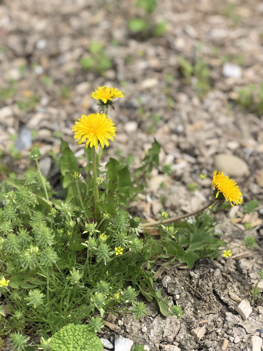 prepare2move's tweet photo. flowers around the yard 🥹 https://t.co/Zy5XU1XpYC