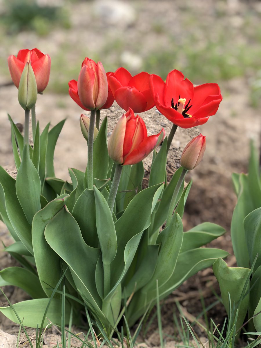prepare2move's tweet photo. flowers around the yard 🥹 https://t.co/Zy5XU1XpYC