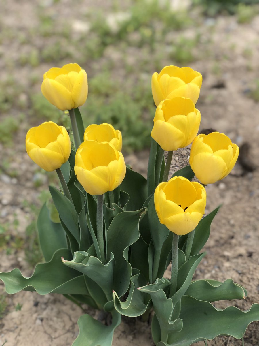 prepare2move's tweet photo. flowers around the yard 🥹 https://t.co/Zy5XU1XpYC