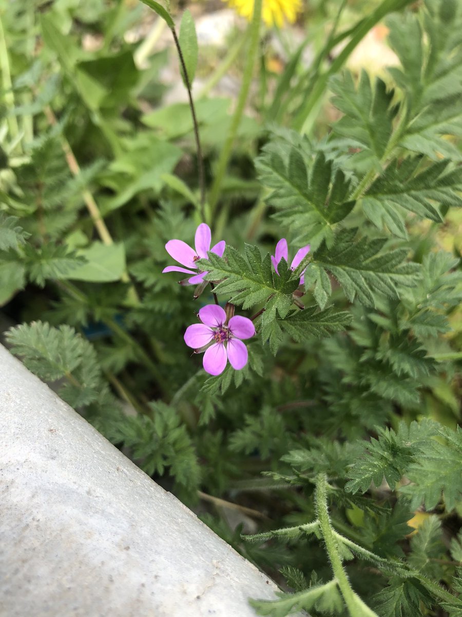 prepare2move's tweet photo. flowers around the yard 🥹 https://t.co/Zy5XU1XpYC