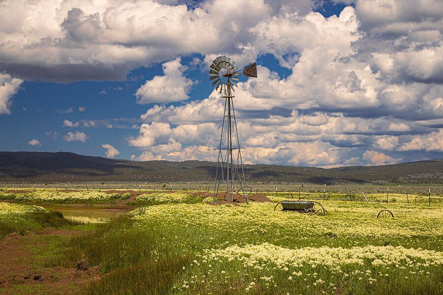 Blossoms and Blades - Madeline - Lassen County California In my Etsy shop: buff.ly/3SdHshe Prints and merch on demand: buff.ly/3vrfBkt #aermotorwindmills #ruralamerica #springtime