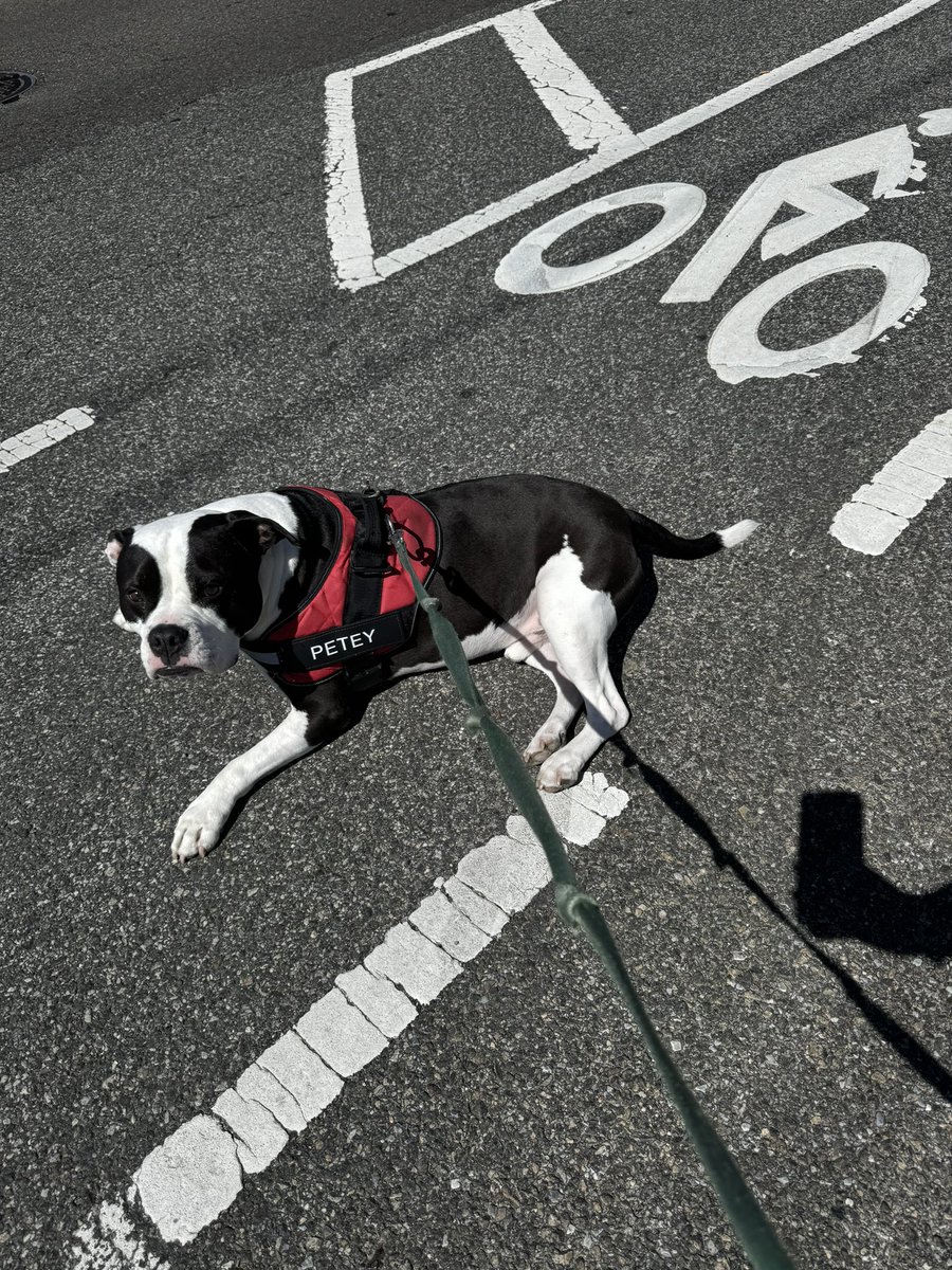 I do what I want maaaaaaa
And if I want to lay in the bike lane, I will lay in that bike lane. 
#ItsADogsLife #PeteyPics