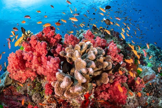 Reminder: #coralreefs largest biological structures on our planet w/ highest biodiversity of all marine ecosystems, remove ~700B kg CO2/yr, feed >1.9B people, $3T economy, cultural value, many indigenous communities, protect coasts… @ravasi_lab at @OISTedu @CNRS joint symposium